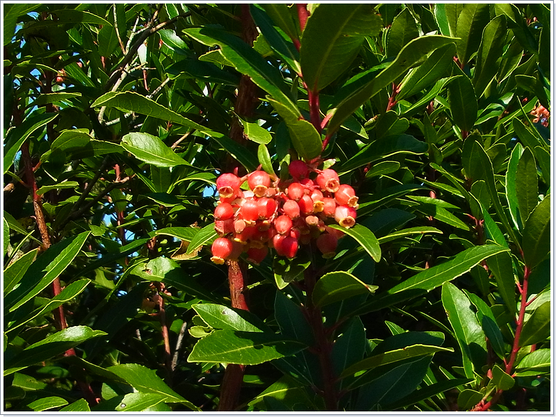 鳥取県西伯郡大山町 有限会社 田宮園芸～生産樹木品種紹介～